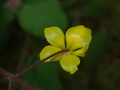 Vancouveria chrysantha
