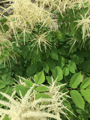 Aruncus dioicus