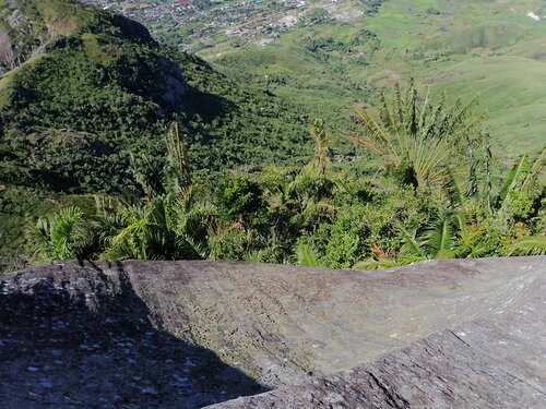 Image of Ravenea Conferta (Ravenea conferta) by (c) Louis Aureglia, some rights reserved (CC BY)