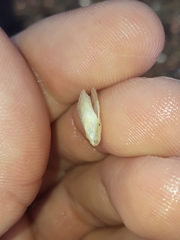 Pteriidae