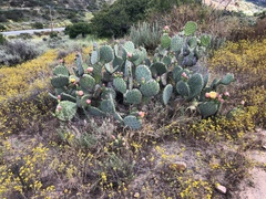 Opuntia oricola