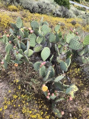 Opuntia oricola
