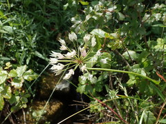 Allium unifolium