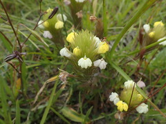 Castilleja rubicundula lithospermoides