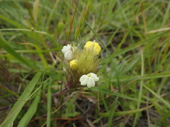 Castilleja rubicundula lithospermoides