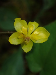 Vancouveria chrysantha