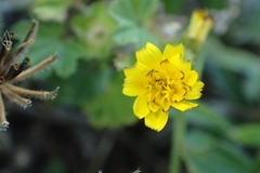 Hedypnois rhagadioloides