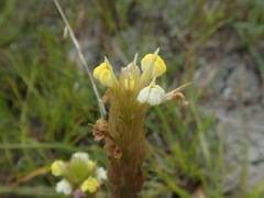 Castilleja rubicundula lithospermoides