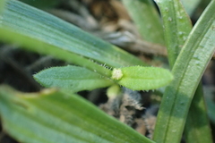 Hedypnois rhagadioloides