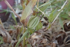 Hedypnois rhagadioloides