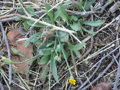 Hedypnois rhagadioloides