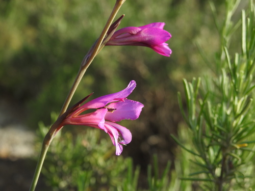 Image of Gladiolus dubius by (c) Yves Bas, some rights reserved (CC BY)