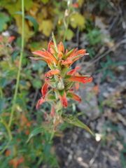 Castilleja nelsonii