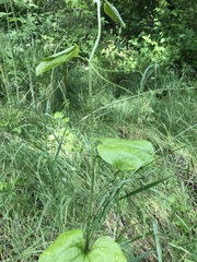 Smilax californica