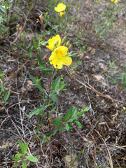 Crocanthemum canadense