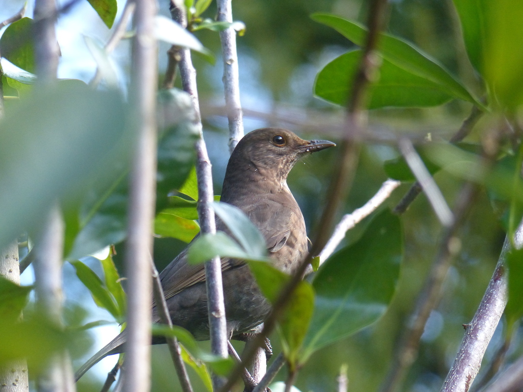 Eurasian Blackbird from Mount Eden, Auckland, New Zealand on July 2 ...