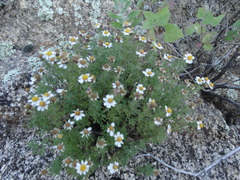 Perityle coronopifolia
