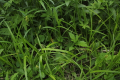 Carex cephalophora
