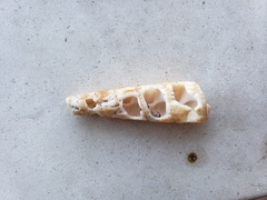 Turritella gonostoma