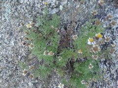Perityle coronopifolia
