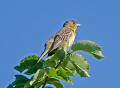 Black-Headed Bunting photo 3