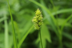 Carex cephalophora