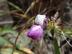 Collinsia sparsiflora collina