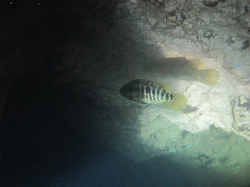 Parachromis multifasciatus