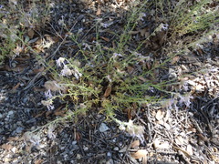 Ipomopsis multiflora