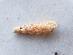 Turritella gonostoma