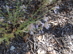 Ipomopsis multiflora