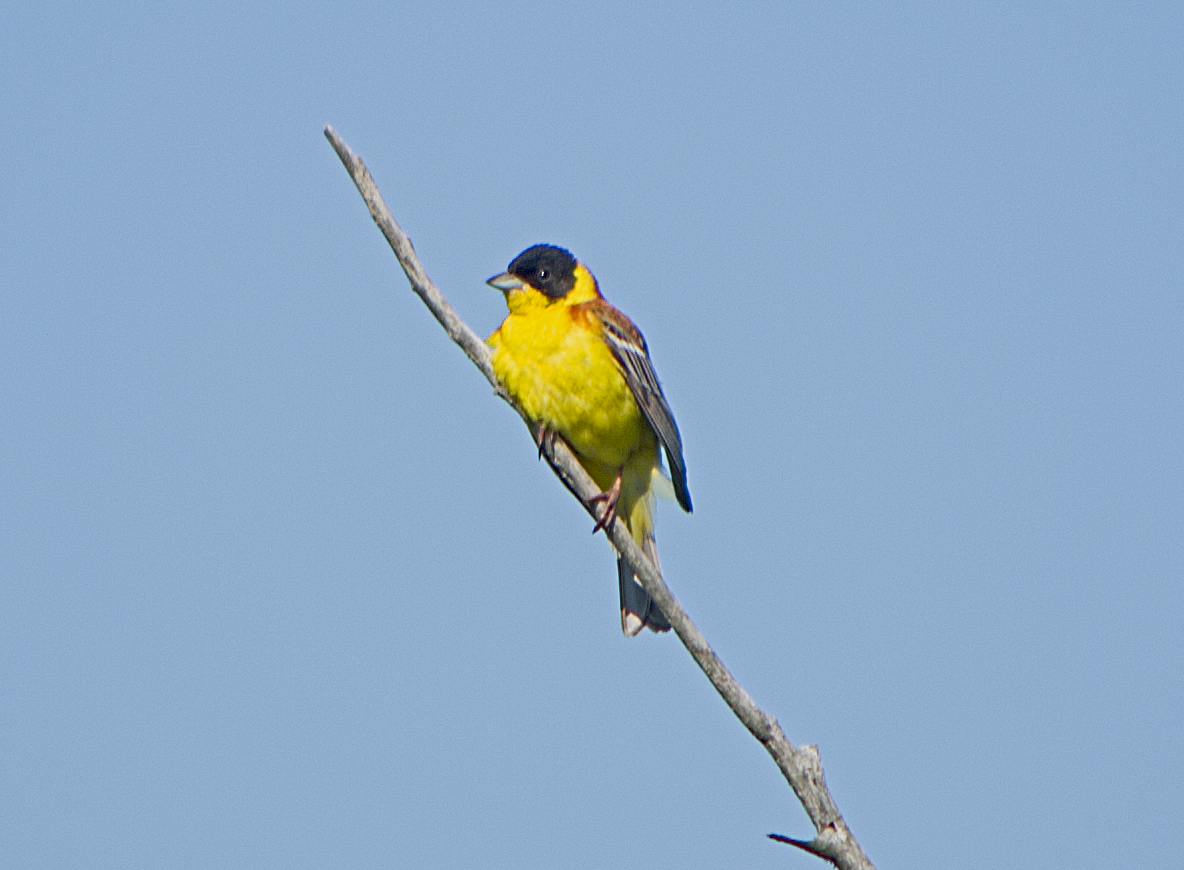 Black-headed Bunting
