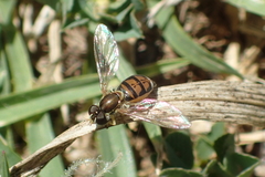 Toxomerus marginatus