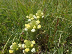 Castilleja rubicundula lithospermoides