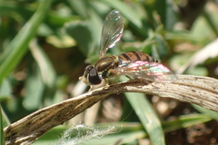 Toxomerus marginatus