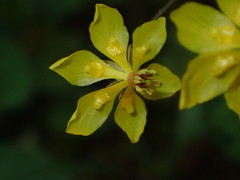 Vancouveria chrysantha