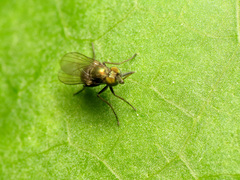 Diaphorinae