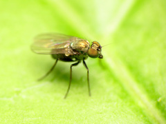 Diaphorinae