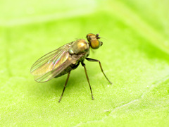 Diaphorinae