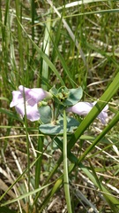 Penstemon grandiflorus