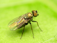 Diaphorinae