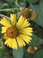 Helenium amphibolum