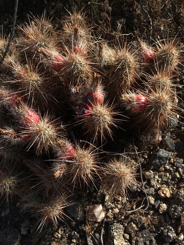 iNaturalist observation photo of Echinocereus engelmannii engelmannii