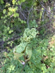 Angelica californica