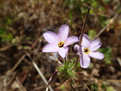 Leptosiphon androsaceus