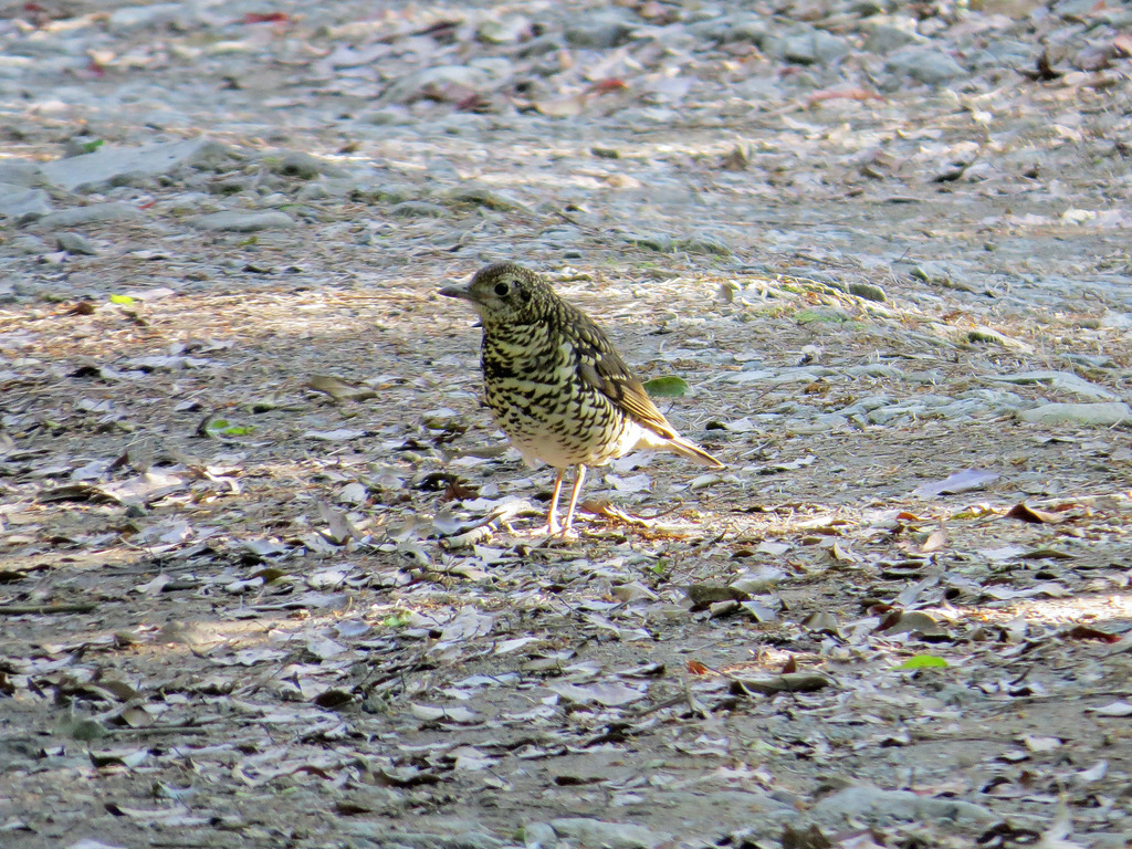Amami Thrush photo