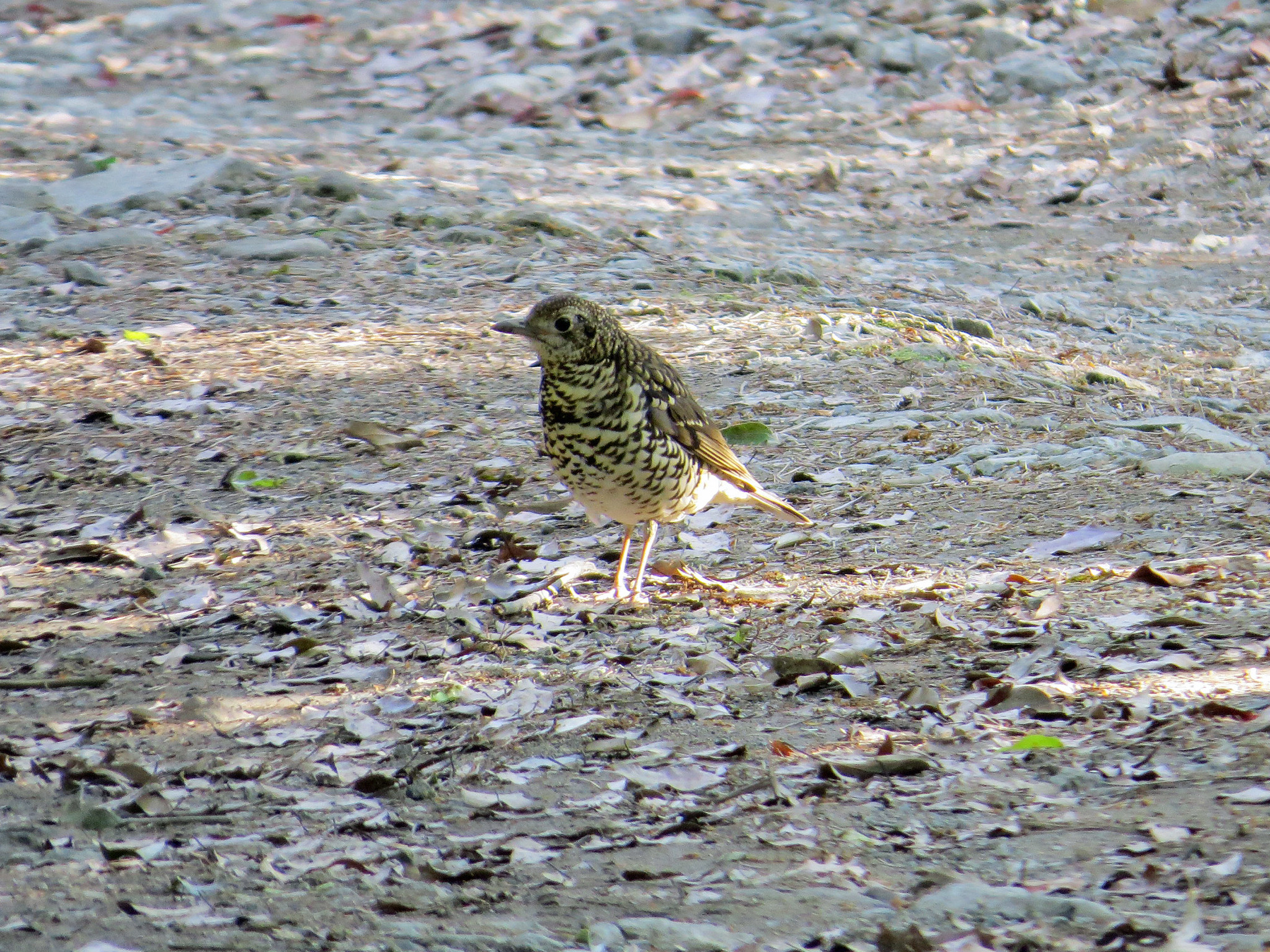 Amami Thrush (Zoothera major)