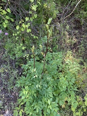 Angelica californica