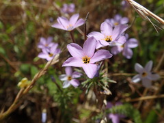 Leptosiphon androsaceus
