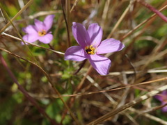 Leptosiphon androsaceus